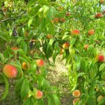 How to Grow a Peach Tree From a Pit