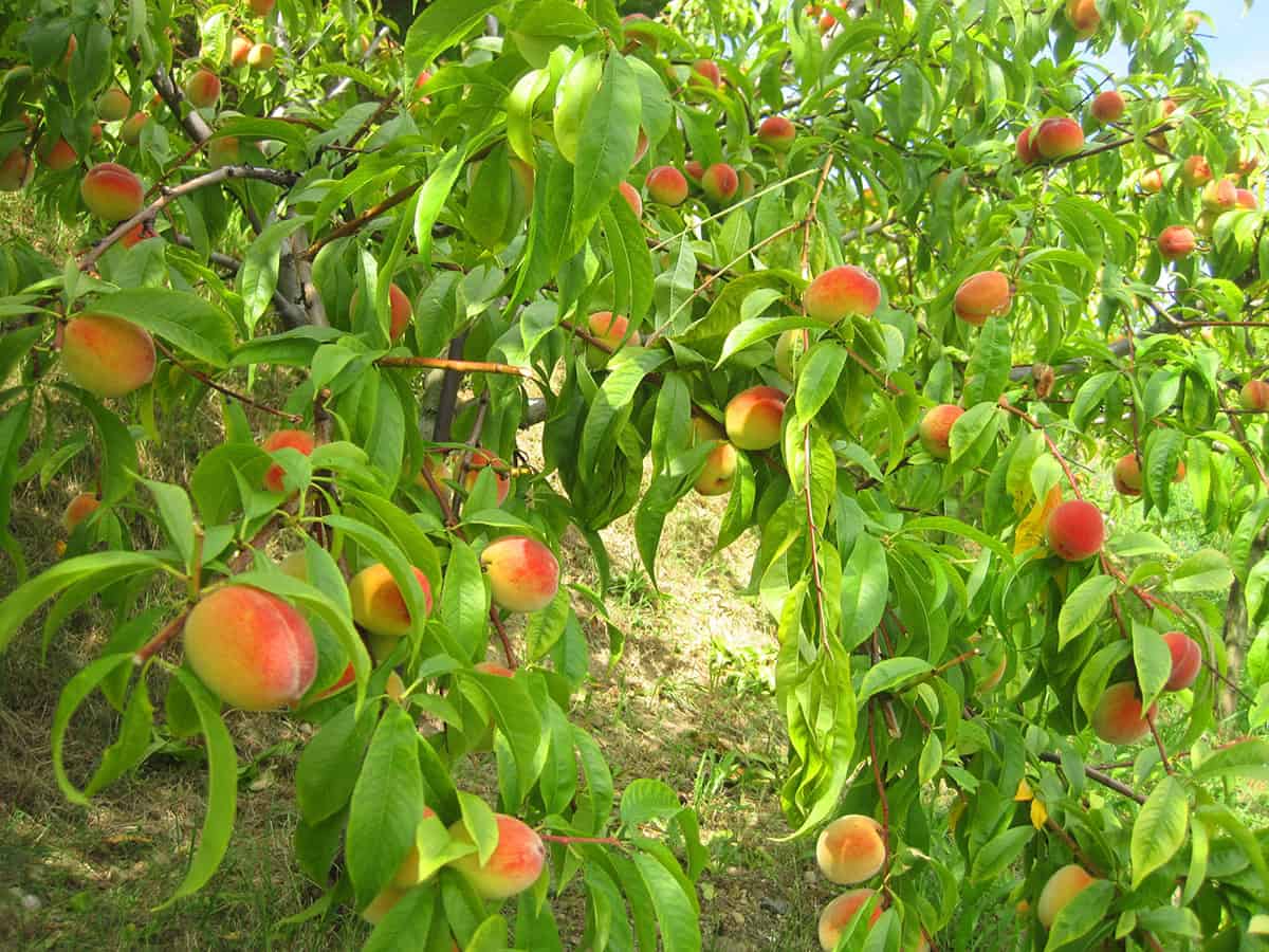 How to Grow a Peach Tree From a Pit