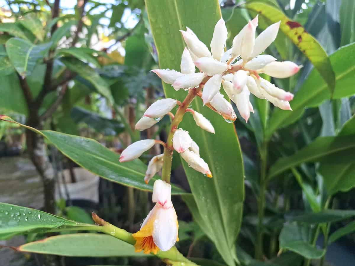 How to Grow and Care For Galangal