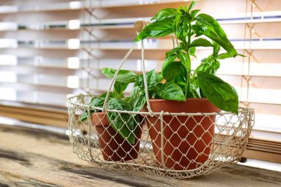 How to Grow and Care for Basil Indoors