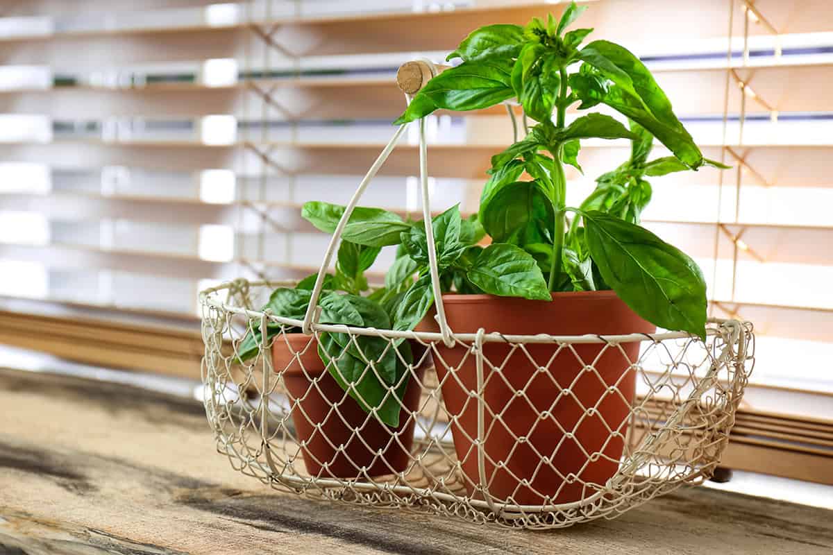 How to Grow and Care for Basil Indoors