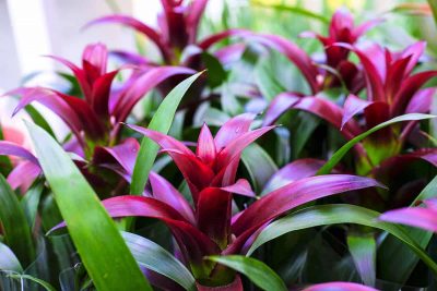 How to Grow and Care for Bromeliad Plants Indoors
