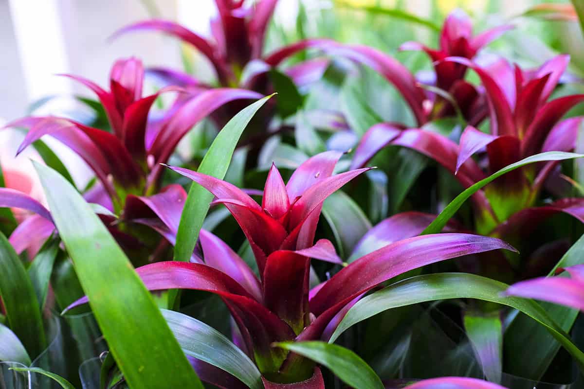 How to Grow and Care for Bromeliad Plants Indoors