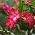 How to Grow and Care for Desert Rose
