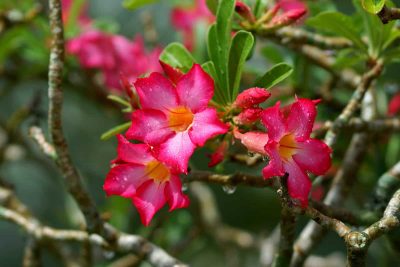 How to Grow and Care for Desert Rose