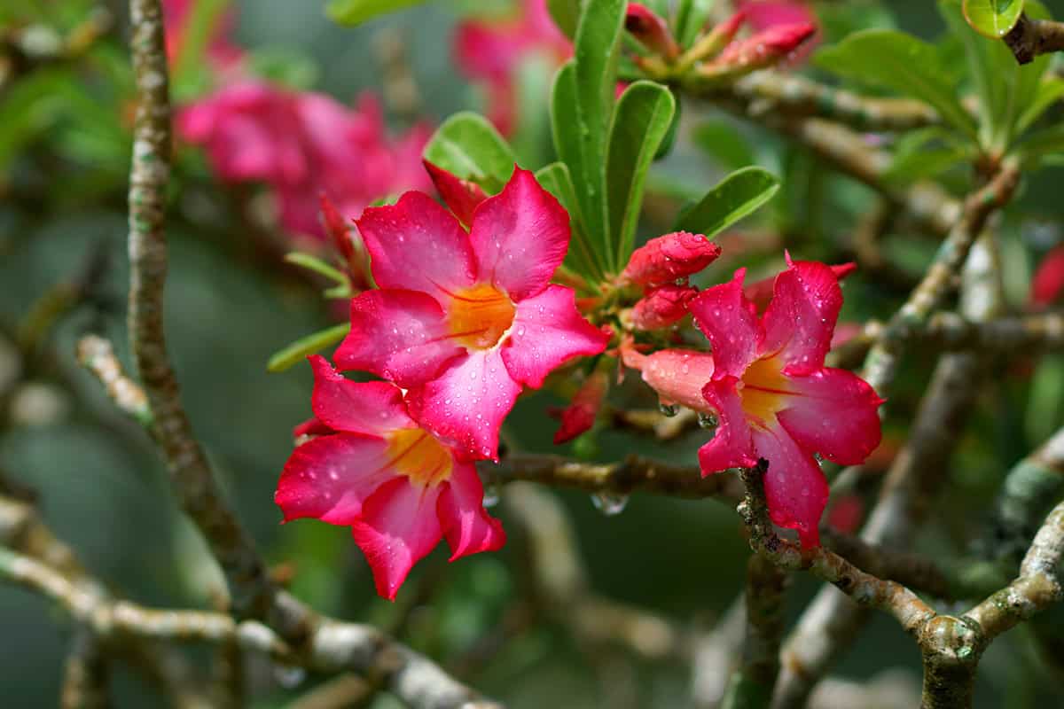 How to Grow and Care for Desert Rose