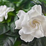 How to Grow and Care for Gardenia