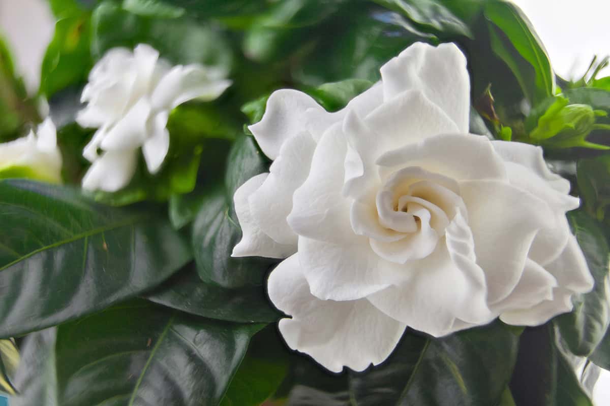 How to Grow and Care for Gardenia
