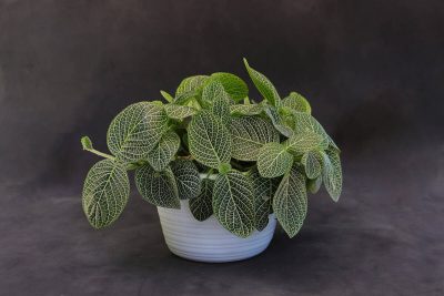 How to Grow and Care for Nerve Plant