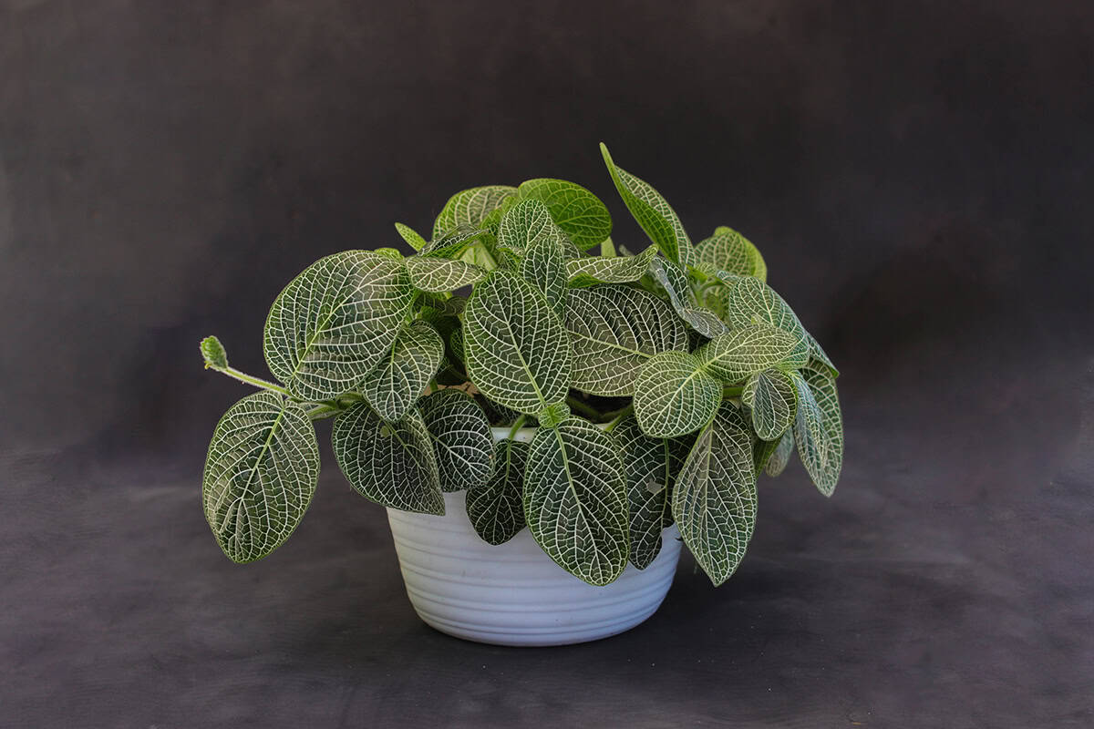 How to Grow and Care for Nerve Plant