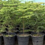How to Grow and Care for Norfolk Island Pine