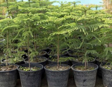 How to Grow and Care for Norfolk Island Pine