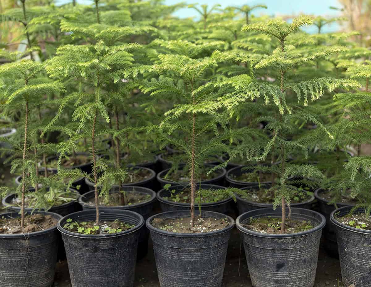 How to Grow and Care for Norfolk Island Pine