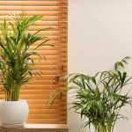 How to Grow and Care for Parlor Palm