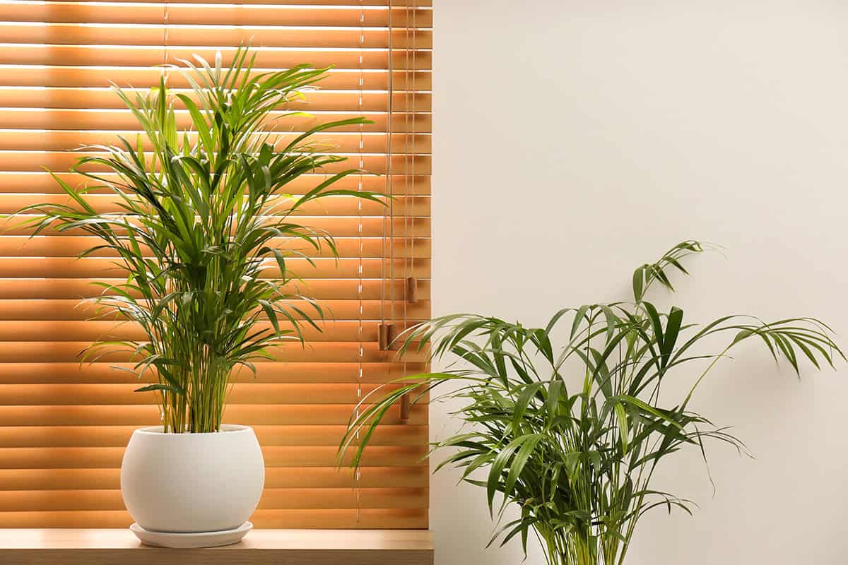 How to Grow and Care for Parlor Palm