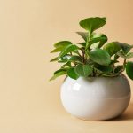 How to Grow and Care for Peperomia Obtusifolia