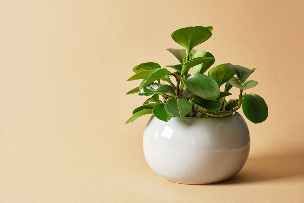How to Grow and Care for Peperomia Obtusifolia