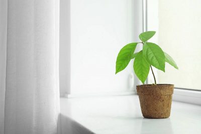 How to Grow and Care for an Avocado Tree Indoors
