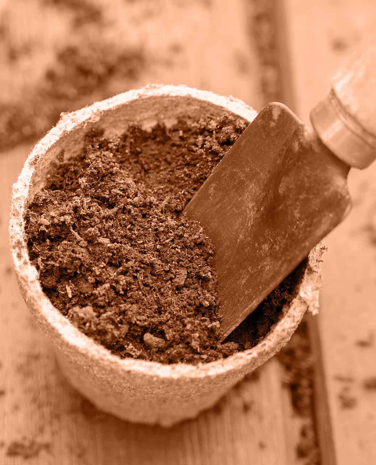 How to Plant a Peach Seed