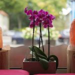 How to Repot Orchids