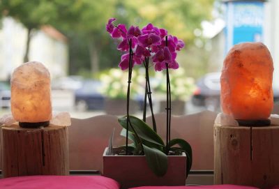 How to Repot Orchids