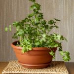 How to grow Cilantro Indoors