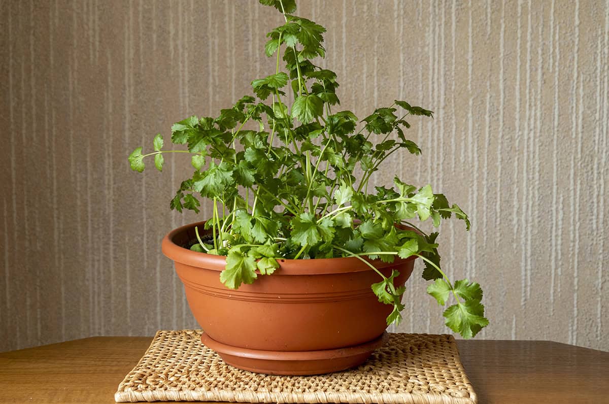 How to grow Cilantro Indoors