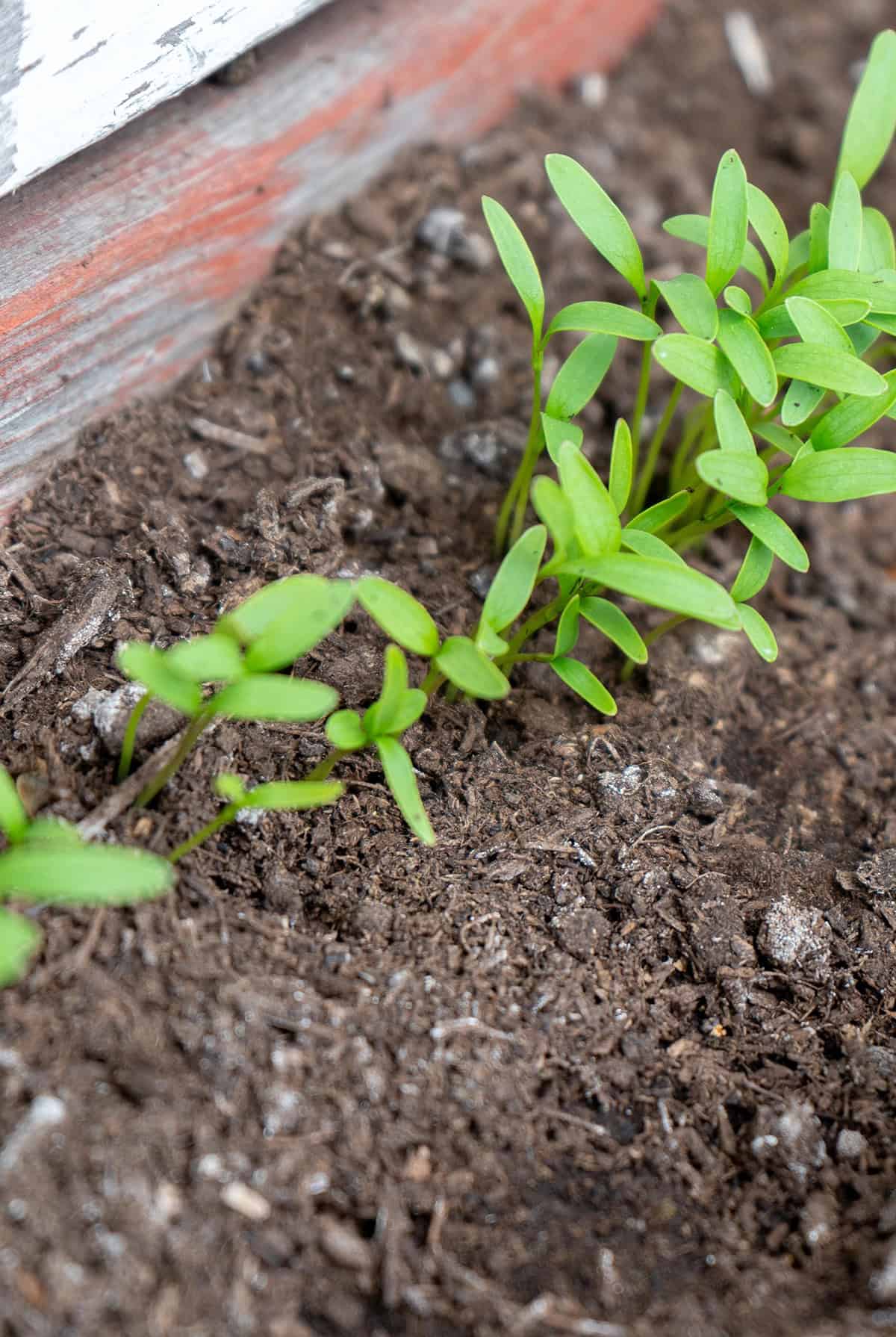 Indoor Cilantro Planting