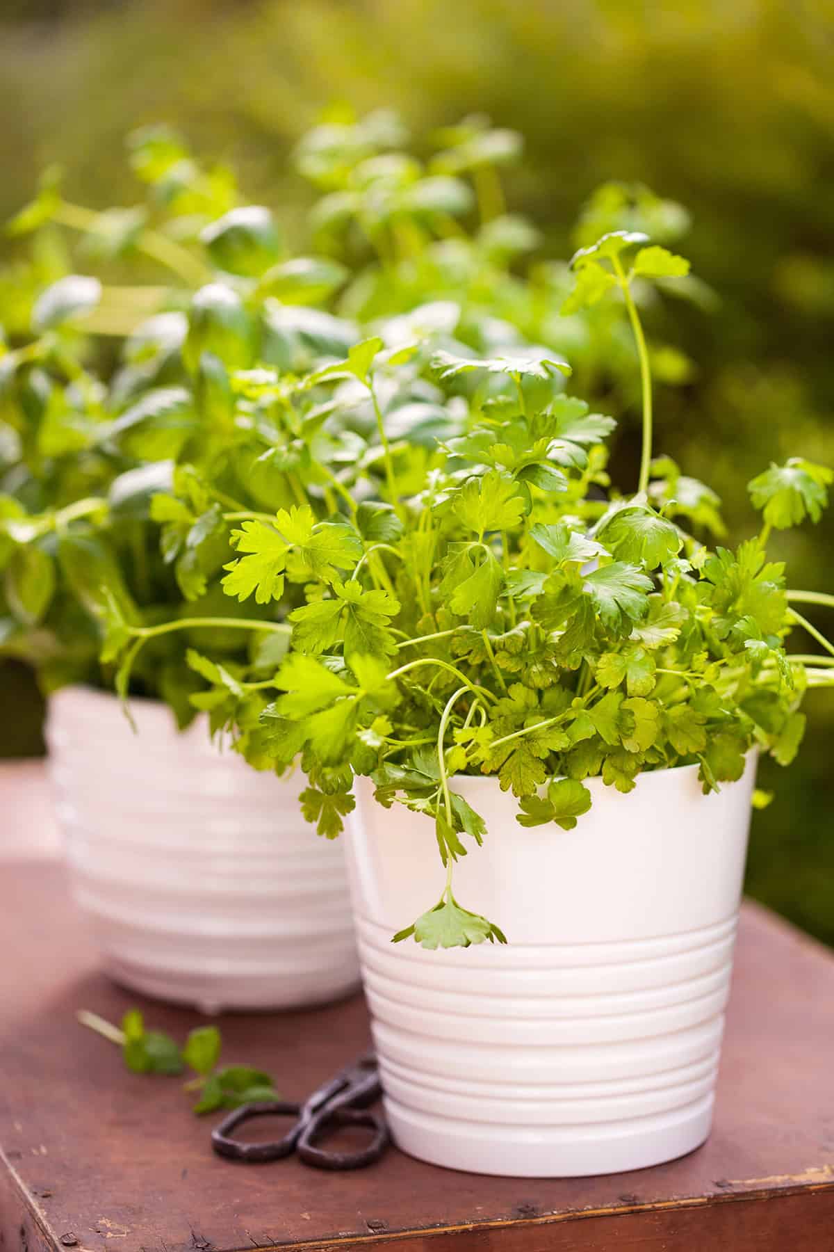 Indoor Cilantro