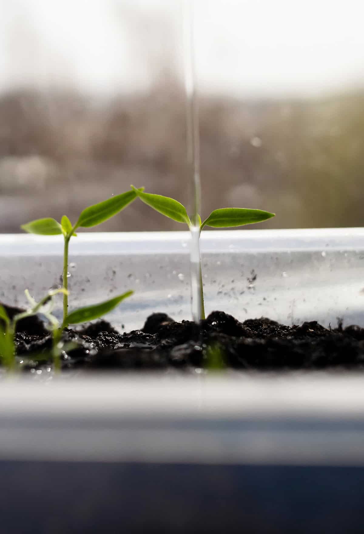 Indoor Pepper Checklist