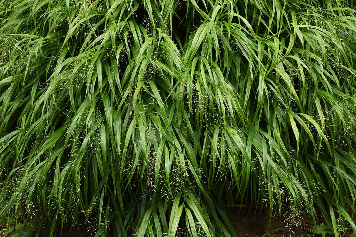 Japanese Forest Grass (Hakonechloa)