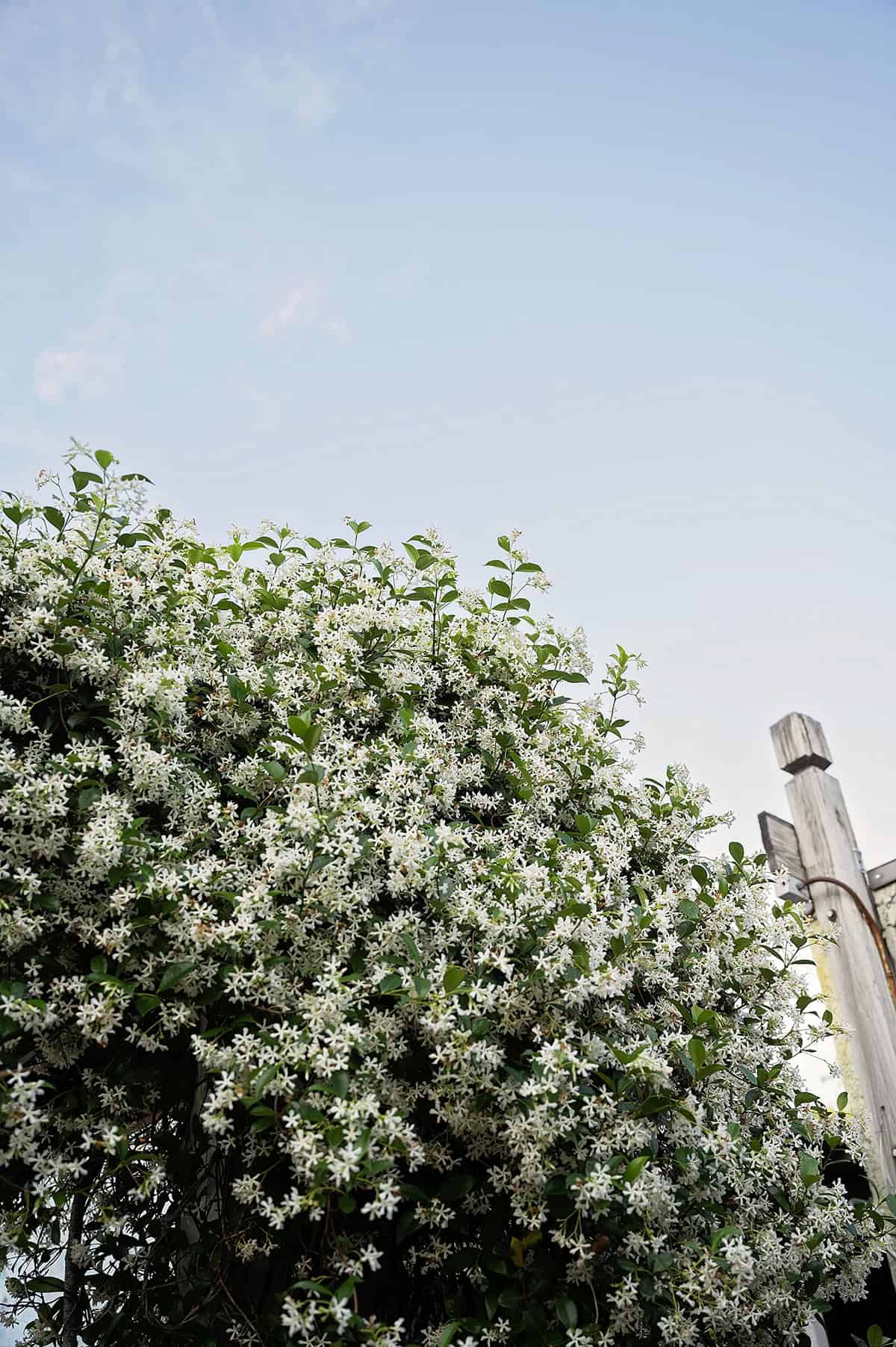 Jasmine (Star Jasmine, Winter Jasmine)