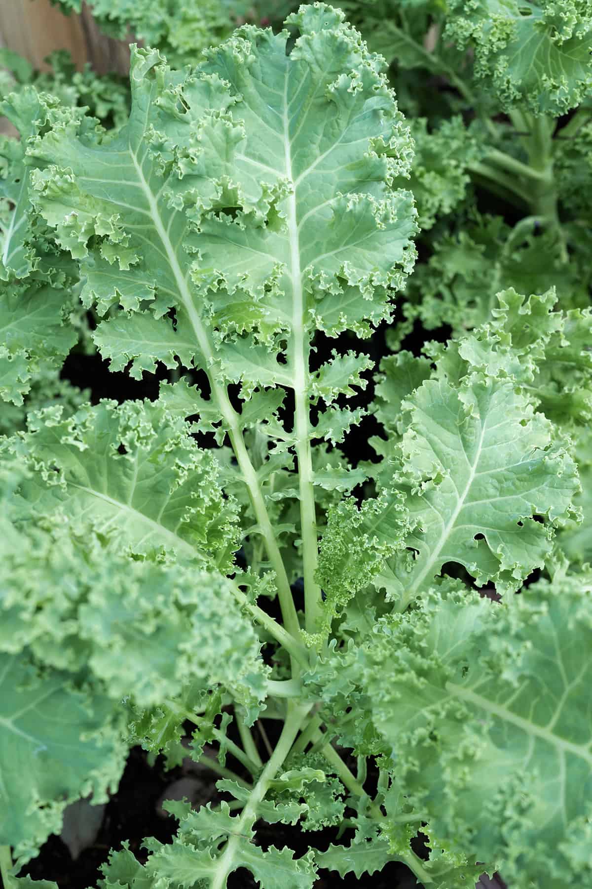 Kale
