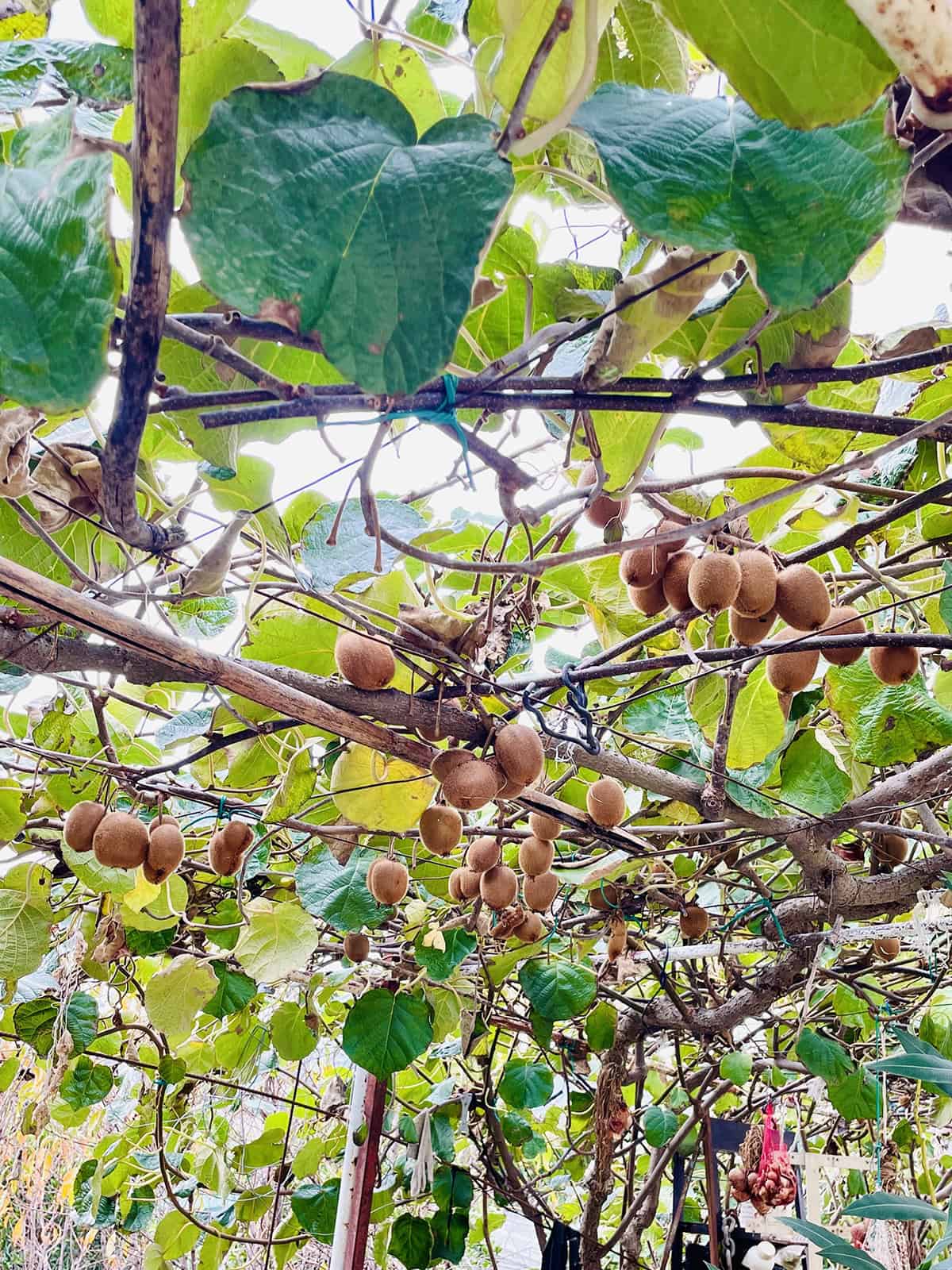 Kiwi Vine (Actinidia)