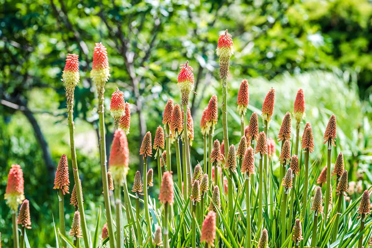 Kniphofia (Red Hot Poker)