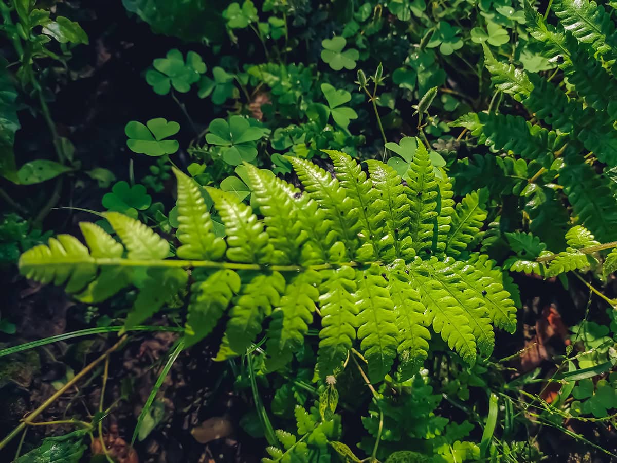 Lady Fern (Athyrium filix femina)