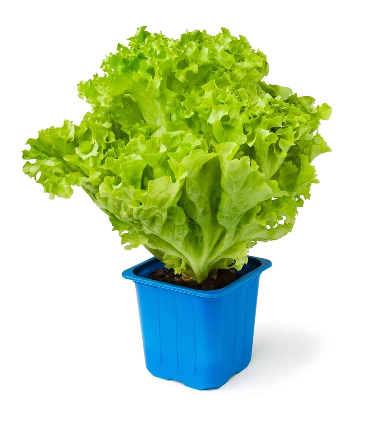 Lettuce_1