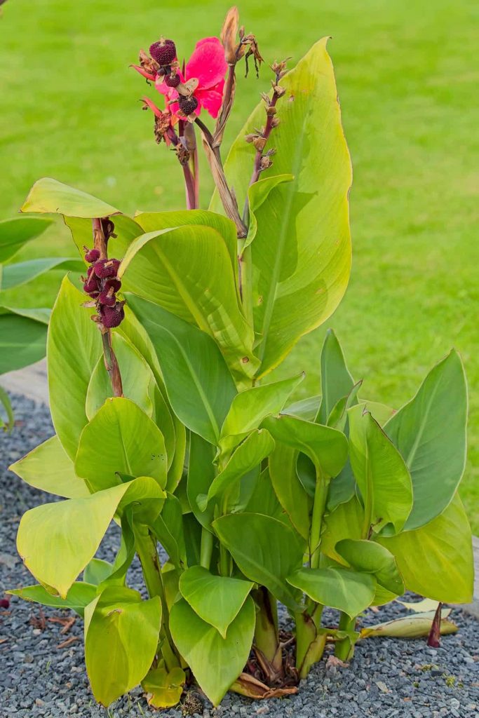 Native Arrowroot How to Grow Arrowroot - Plantglossary