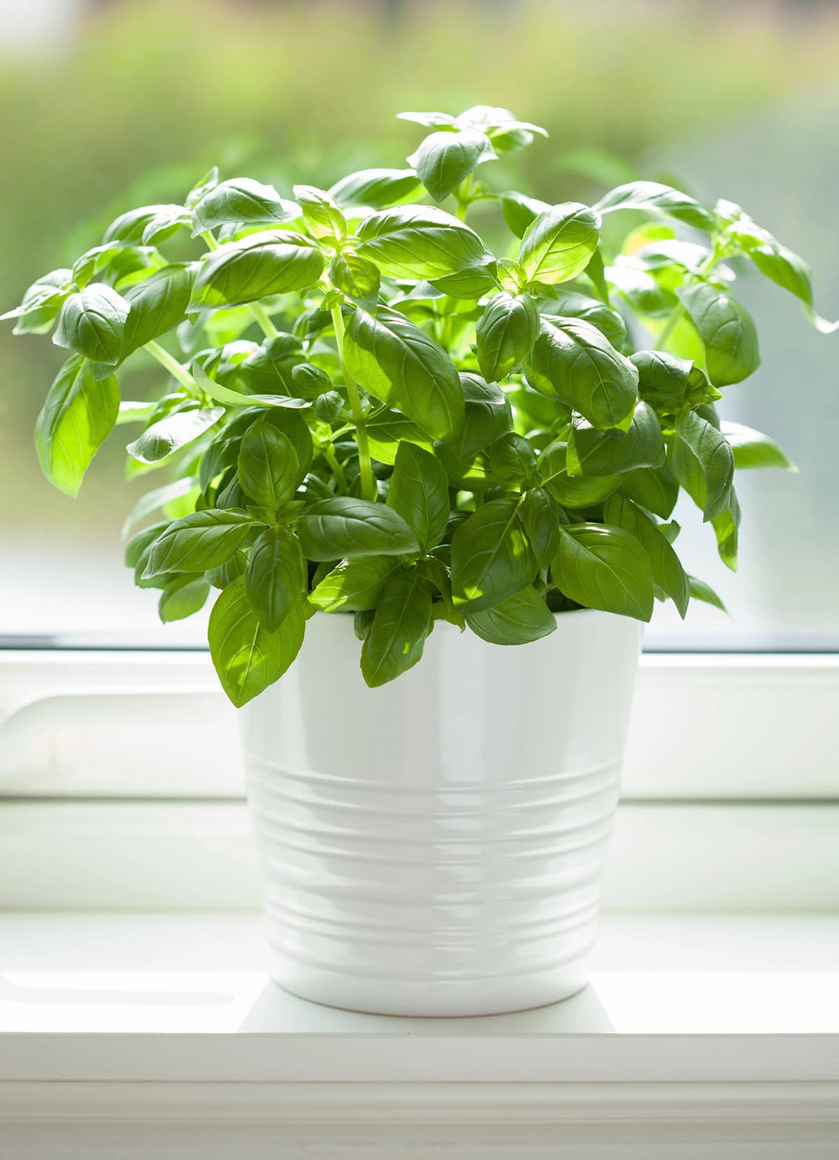 Light Basil Indoors