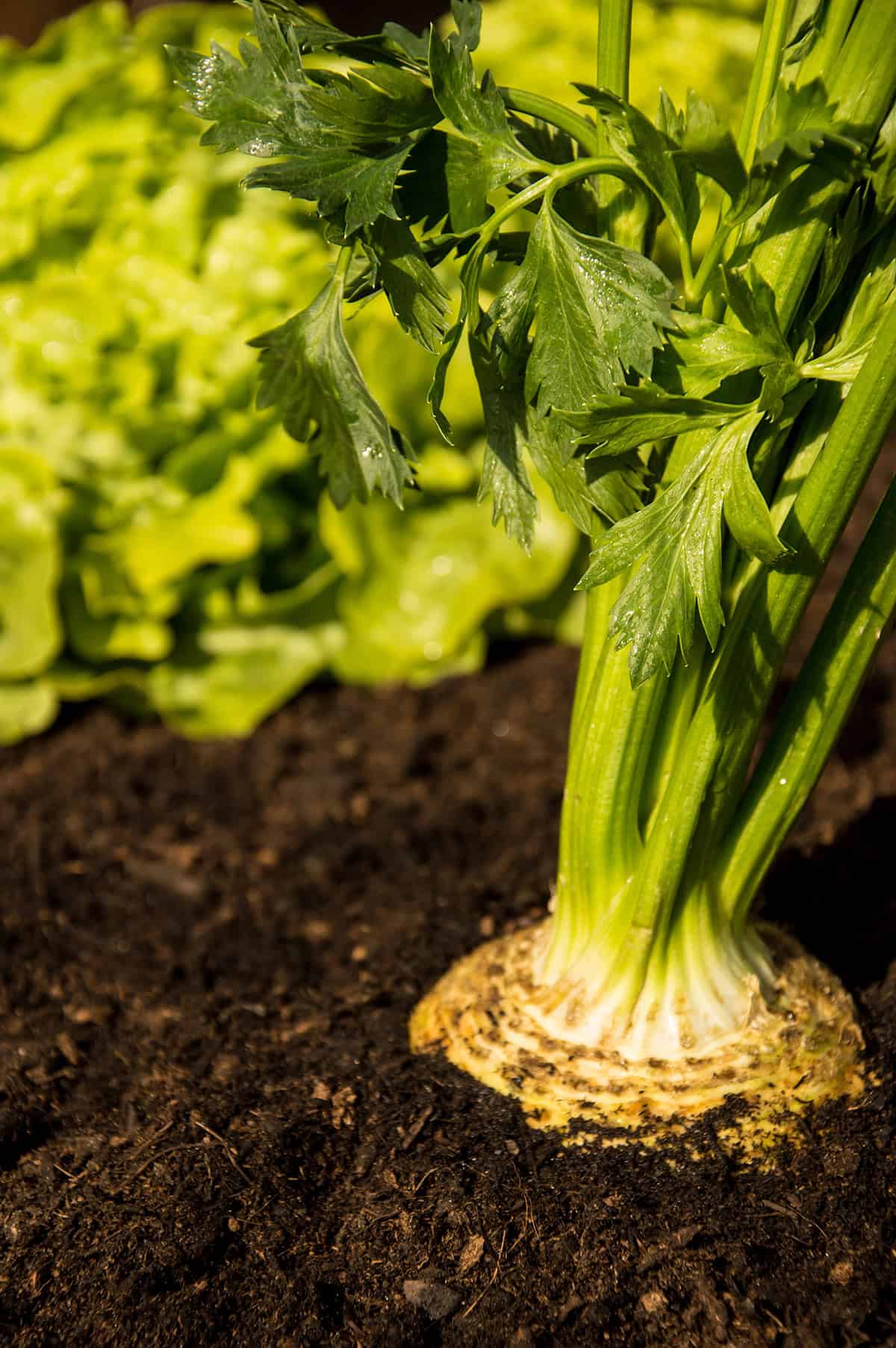 Light Celeriac (celery root)