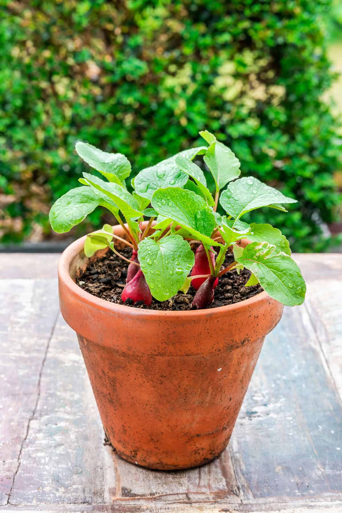 Light Radishes in Containers