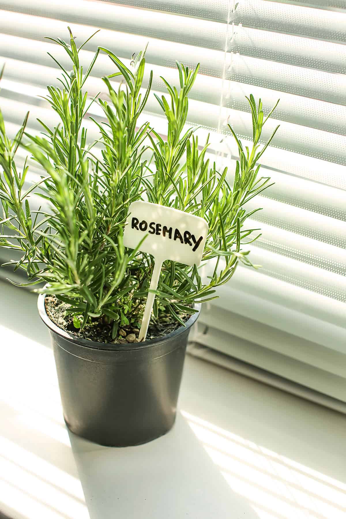Light Rosemary Indoors_1