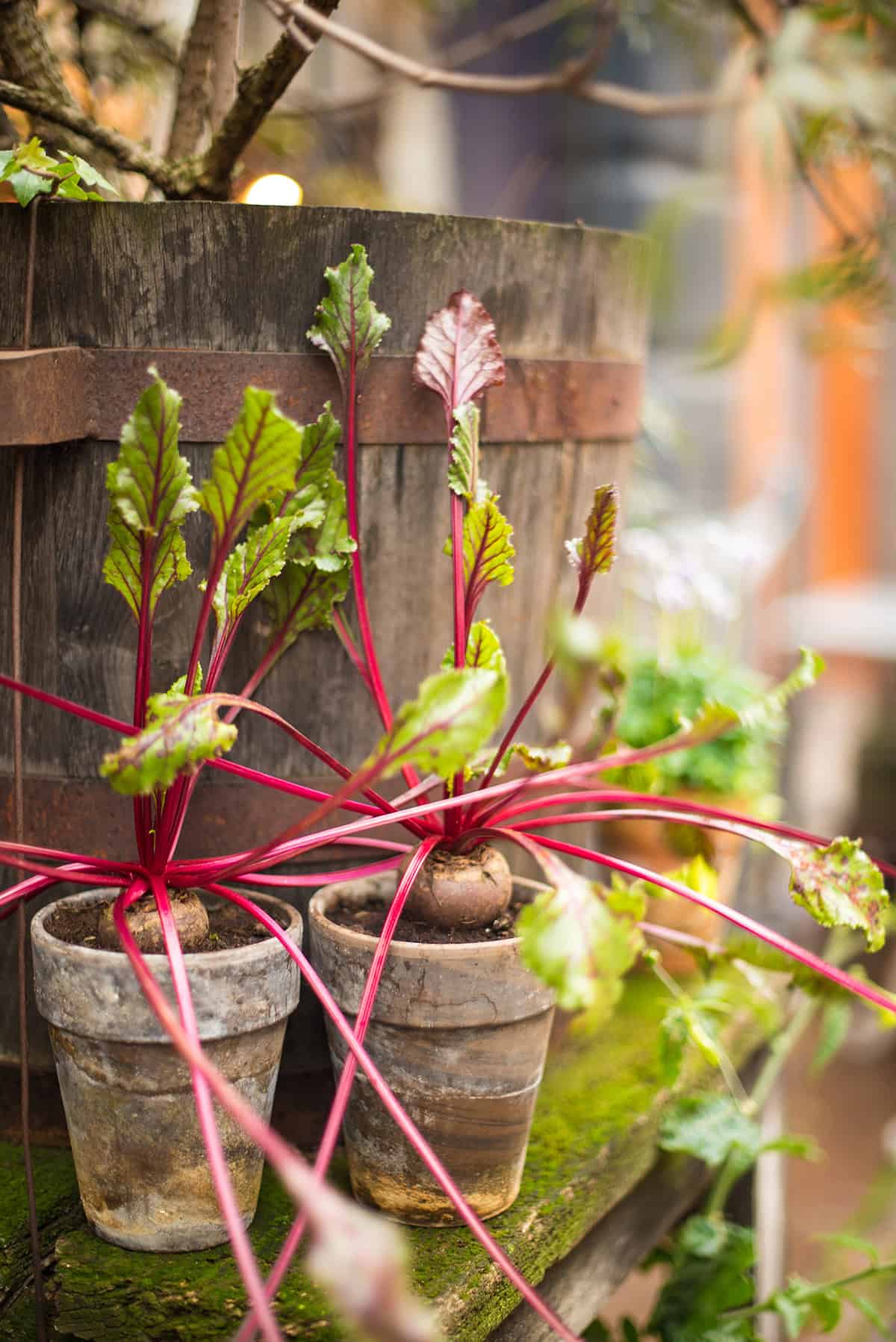 Light + Temperature Beets In Containers