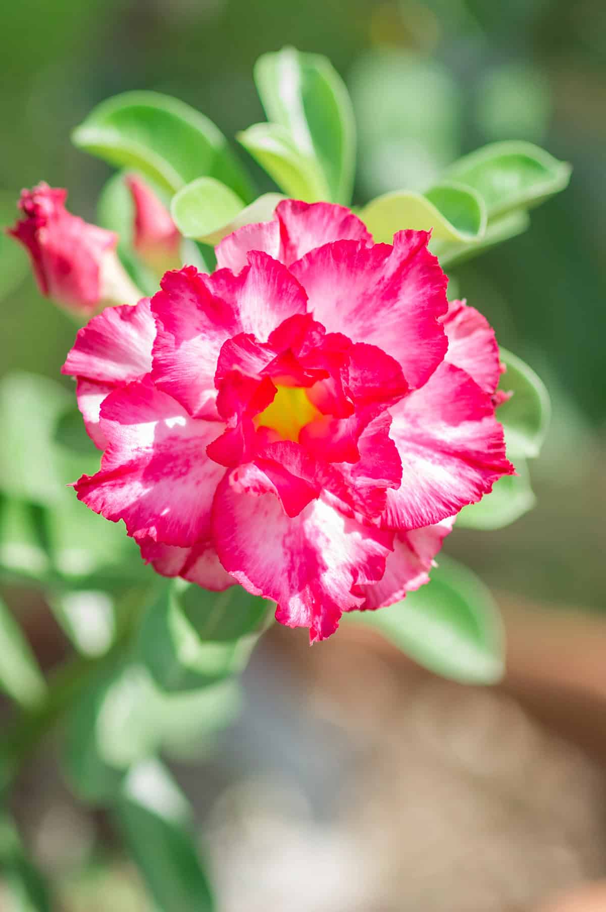 Light and Temperature Desert Rose