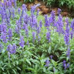 Purple salvia flowers wth the nature