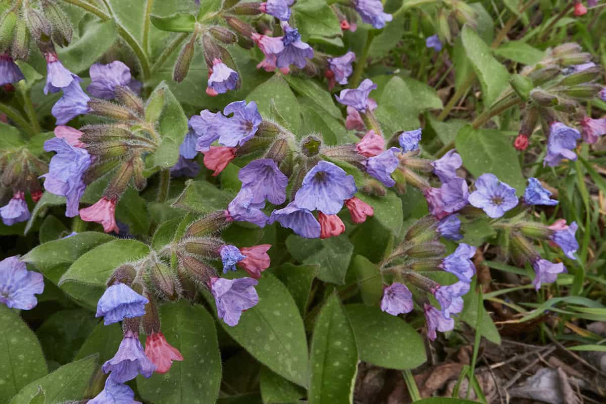 Lungwort (Pulmonaria)