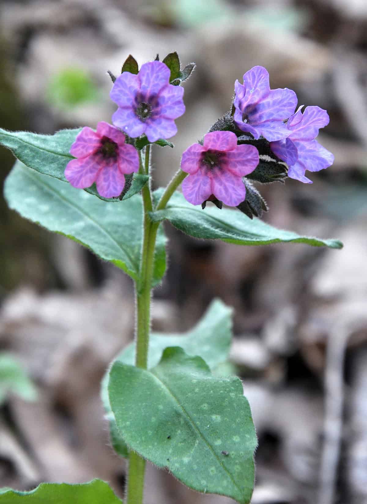 Lungwort (Pulmonaria)