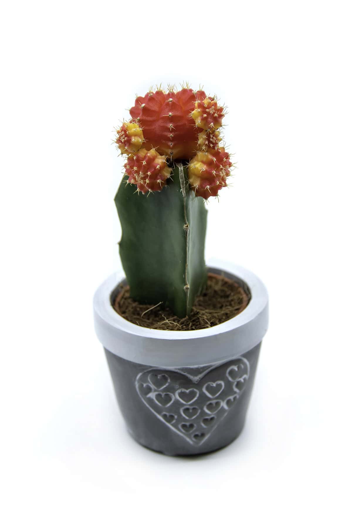 Moon Cactus (Gymnocalycium mihanovichii)