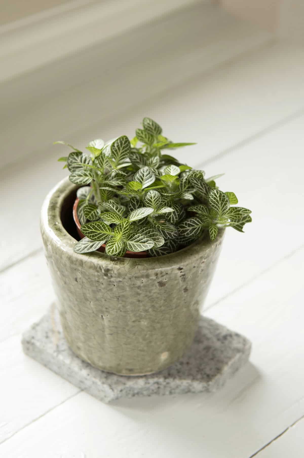 Nerve Plant Care Basics