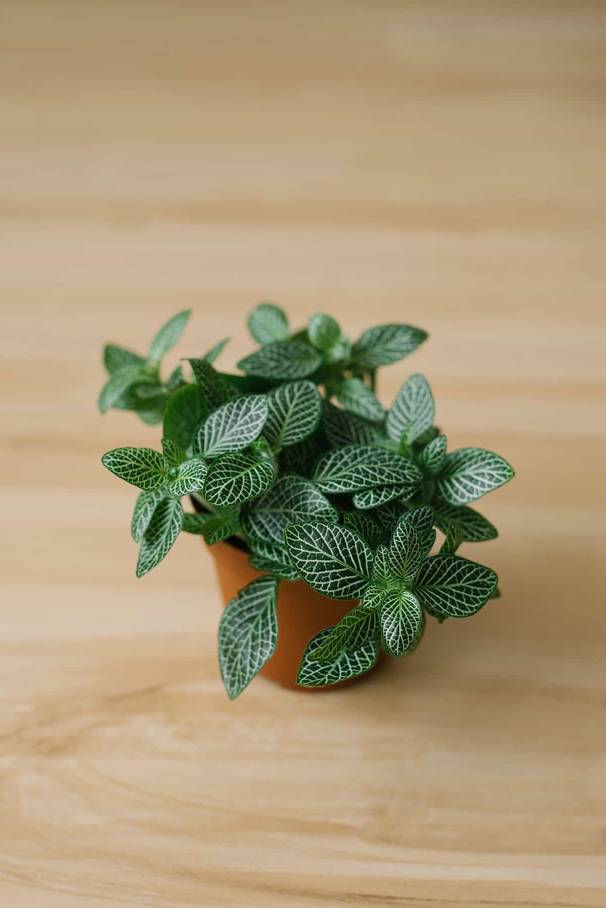 Nerve Plant Humidity